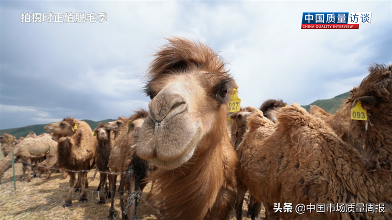 駝奶粉市場亂象叢生 把控質(zhì)量的根本在源頭